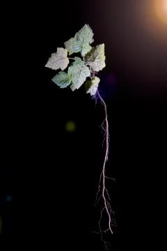 Plant with roots in studio black background Stock Photos
