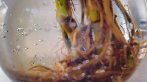 Plant Roots in Water with Air Bubbles Stock Footage 278796342