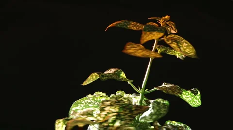 Plant rotate on black background Video stock 1045465