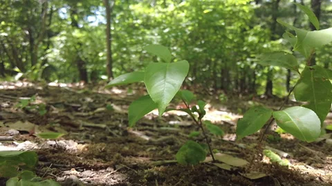 PLANT ROTATION Video stock 195548409