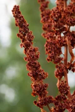 Plant Rumex Crispus, Curly Dock 写真素材