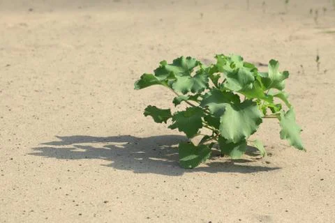 Plant in the sand Stock Photos