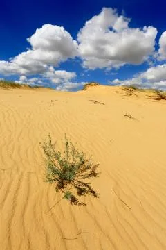 Plant on sands Stock Photos