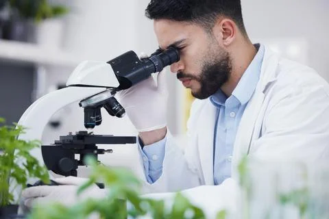 Plant science, microscope and man in a laboratory with sustainability, ecology Foto stock