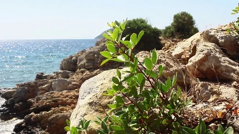 Plant by the Sea Stock Footage 93782393