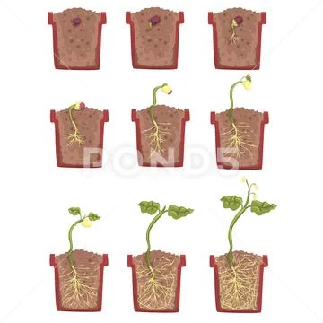 Plant Seed Growth, Development And Rooting Inside The Flower Pot, Classic Botany Stock Illustration