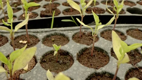 Plant seedlings Stock Footage 171557591