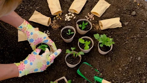 Plant seedlings in the soil. selective focus. Stock Footage 269834140