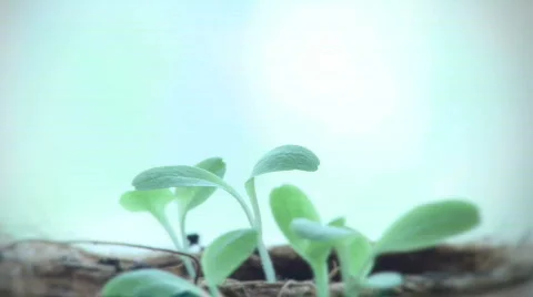 Plant seedlings timelapse growing Stock Footage 702553
