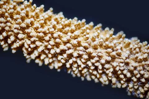Plant seeds under the microscope 스톡 사진