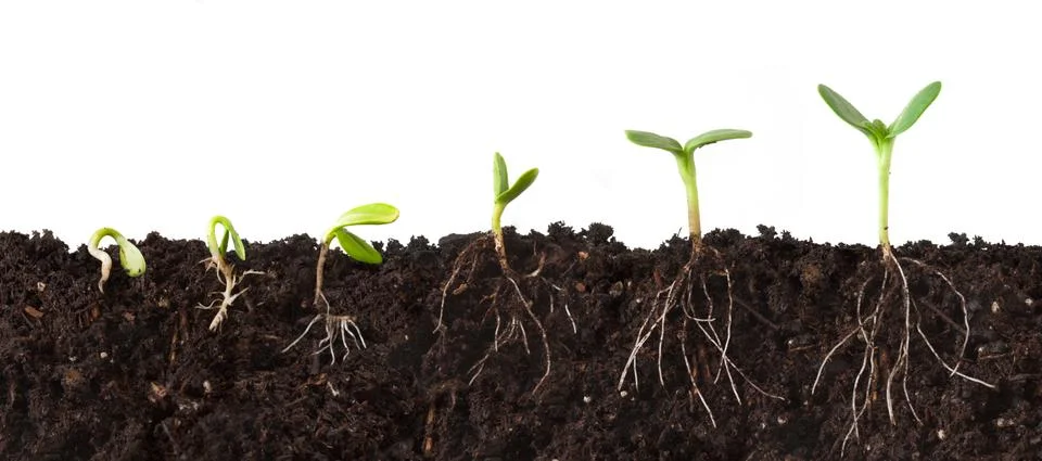Plant Sequence Cutaway Stock Photos
