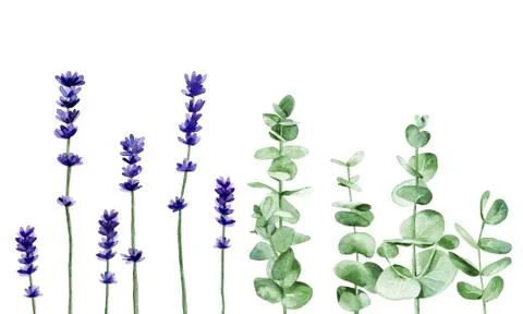 Plant set with eucalyptus branches, lavender flowers. Watercolour illustration Stock Illustration