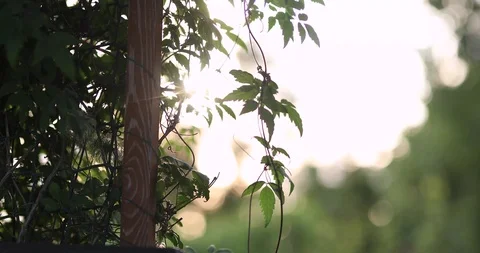 Plant in the setting sun, close-up Stock Footage 114809561