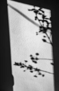 Plant shadow on a colored wall Stock Photos