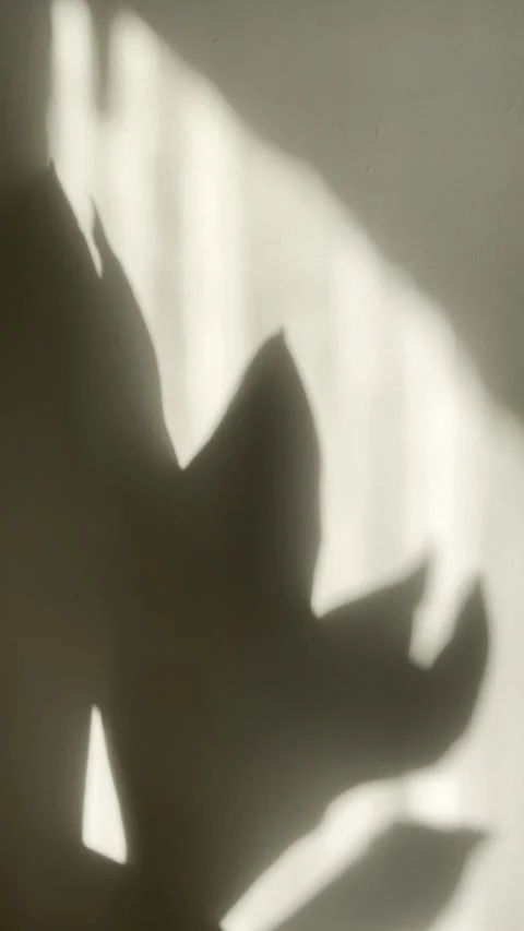 Plant shadow dancing on wall creates serene morning light ambiance in warm Stock Footage 336285738