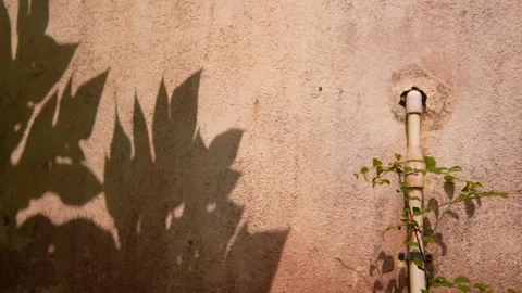 Plant Shadow Falls Across Textured Wall Stock Footage 346609479
