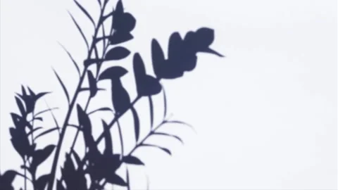 Plant Shadow Overlay Video stock 143079501
