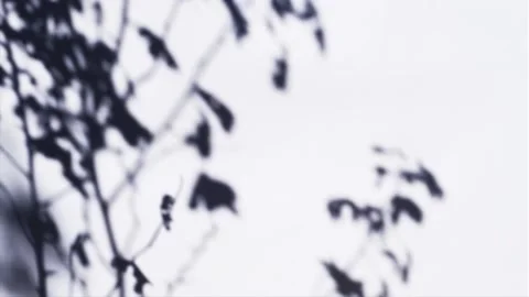 Plant Shadow Overlay Video stock 143079522