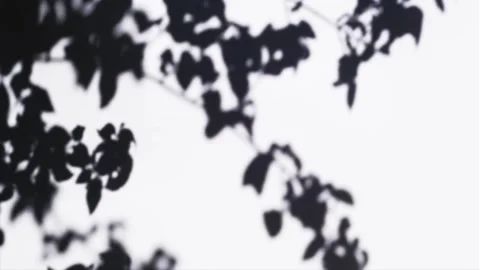Plant Shadow Overlay Video stock 143079524