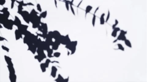 Plant Shadow Overlay Video stock 143079525
