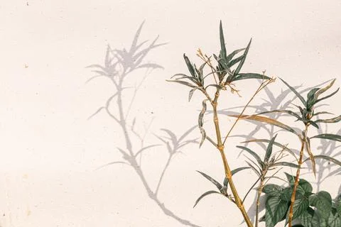 A plant with a shadow on a white background Stock Photos