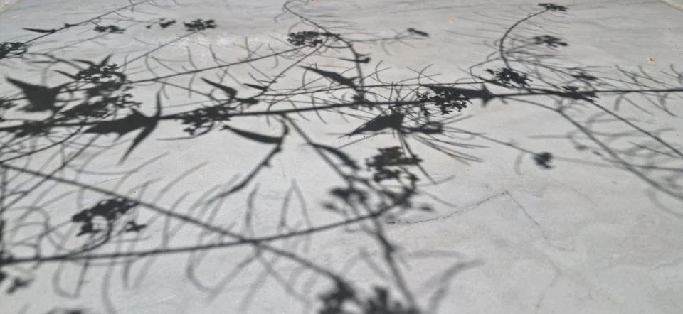 Plant shadows on flat surface Stock Photos