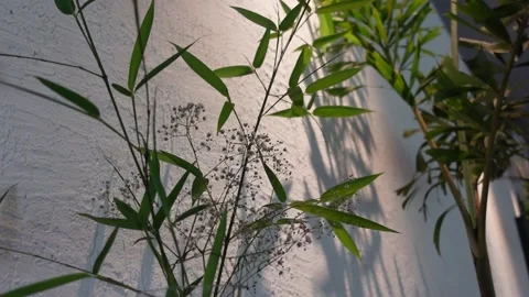 Plant Shadows Stock Footage 284377298