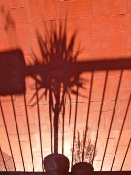 Plant shadows Stock Photos