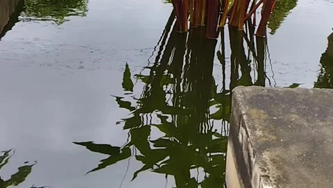 Plant shadows in pool water Stock Footage 228806639