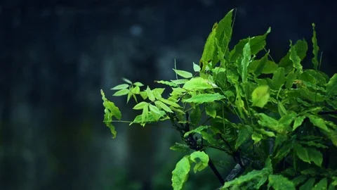 Plant shaking in a storm Stock Footage