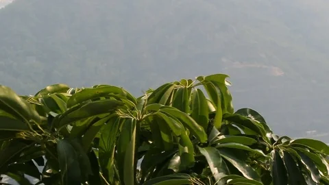 Plant shaking at wind Stock Footage 80214397
