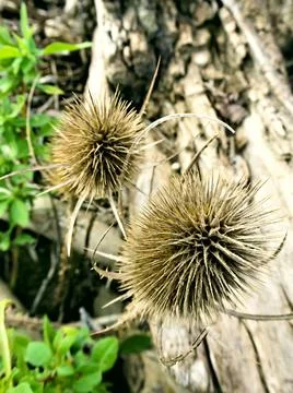 A plant with sharp spines Stock Photos