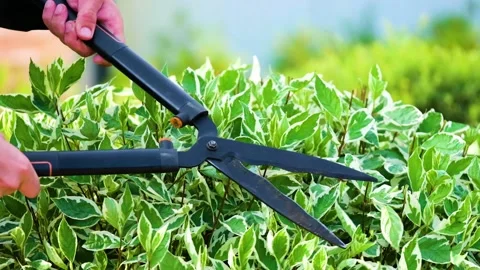 Plant shearing Stock Footage 147499572