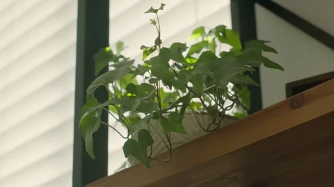 Plant on Shelf Panning Closeup Stock Footage 149166226