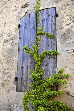 Plant on a shutter Stock Photos