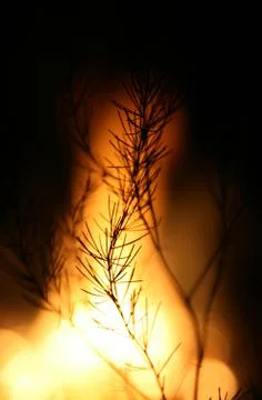 Plant silhouette Stock Photos