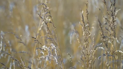 Plant Slow Motion Stock-Footage 77947809