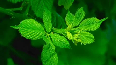 Plant slow motion Video stock 245441051