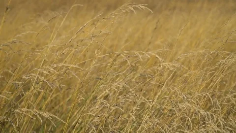 Plant Slow Motion Pan Left Stock-Footage 77951337