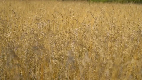 Plant Slow Motion Pull Focus Front Stock-Footage 77951289