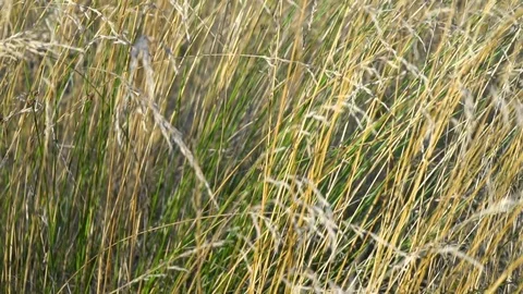 Plant Slow Motion Tilt Up Stock Footage