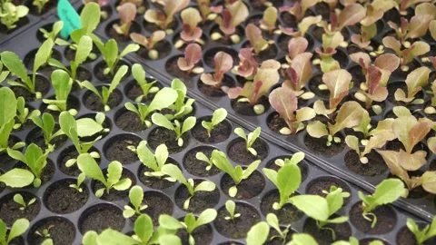 Plant small plants in the nursery for forest or food production. Stock Footage 166931953