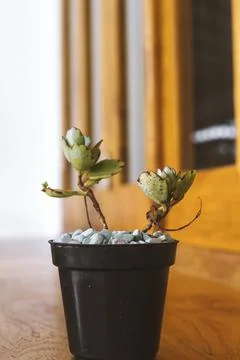 Plant in a small pot Stock Photos
