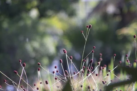 Plant in soft light Stock Photos