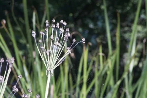 Plant in soft light Stock Photos