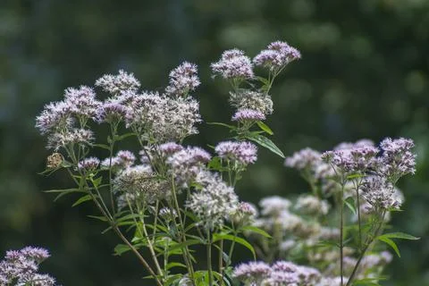 Plant in soft light Stock Photos