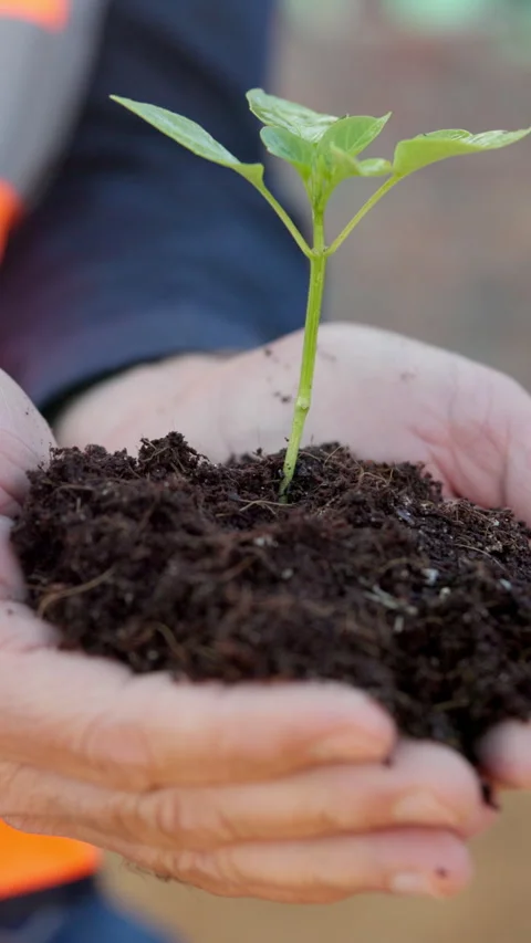 Plant, soil and hands of construction worker outdoor for sustainability, growth Video stock 337535506