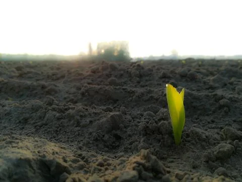 Plant in soil Stock Photos
