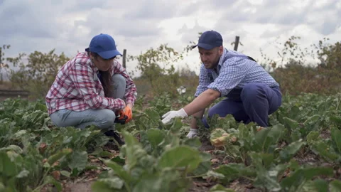 A plant specialist with farmer, checking the field beetroot a background of Stock Footage 211659076