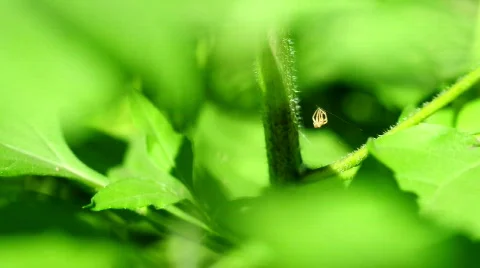 Plant &amp; Spider Vídeos de archivo 526747